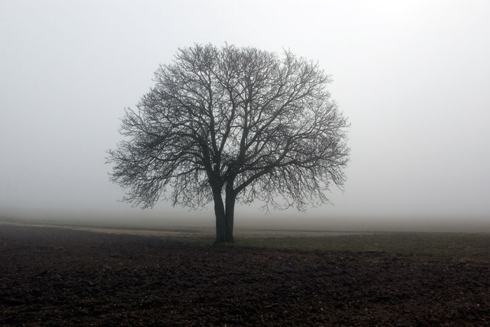 Ceviz ağacı  - Detay